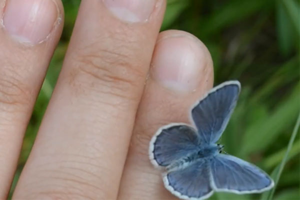 Blue Karner